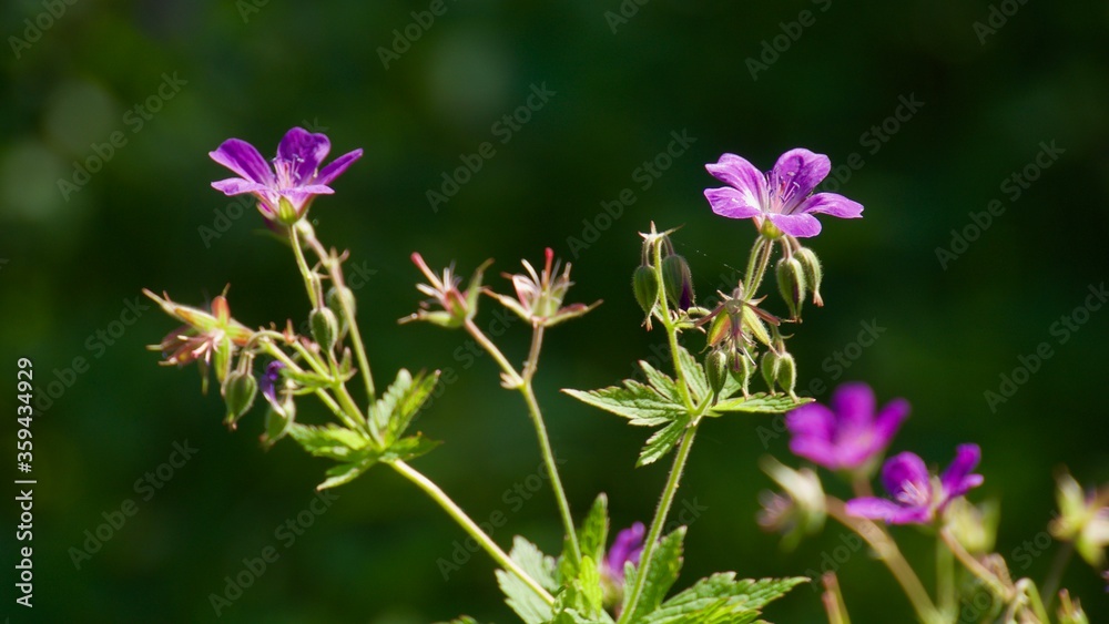 Geranium pratense in swedish forest on a dark background
Geranium pratense in swedish forest on a dark background