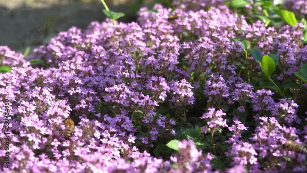 Five bees are collecting pollen from violet flowers Five bees are collecting pollen from violet flowers
