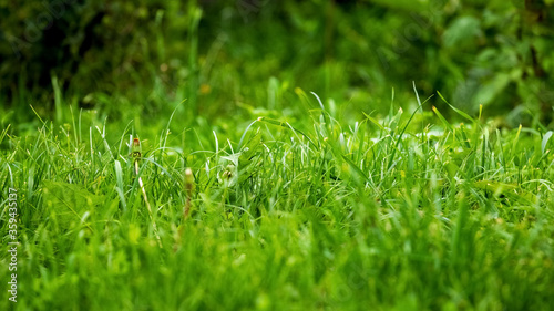 Green lush grass in the garden, grass background