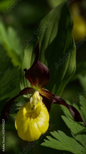 Cypripedium macranthon, wild flowers in Sweden photo