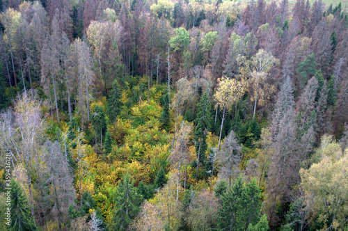 Aerial view of an autumn forest from a hot air balloon