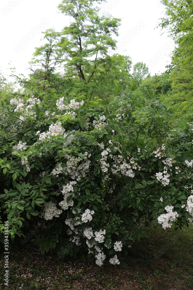 White fragrant flowers bloom on a bush in the summer in the garden. White fragrant flowers bloom on a bush in the summer in the garden.