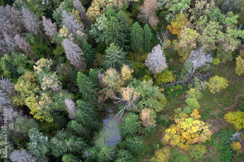 Aerial view of an autumn forest from a hot air balloon