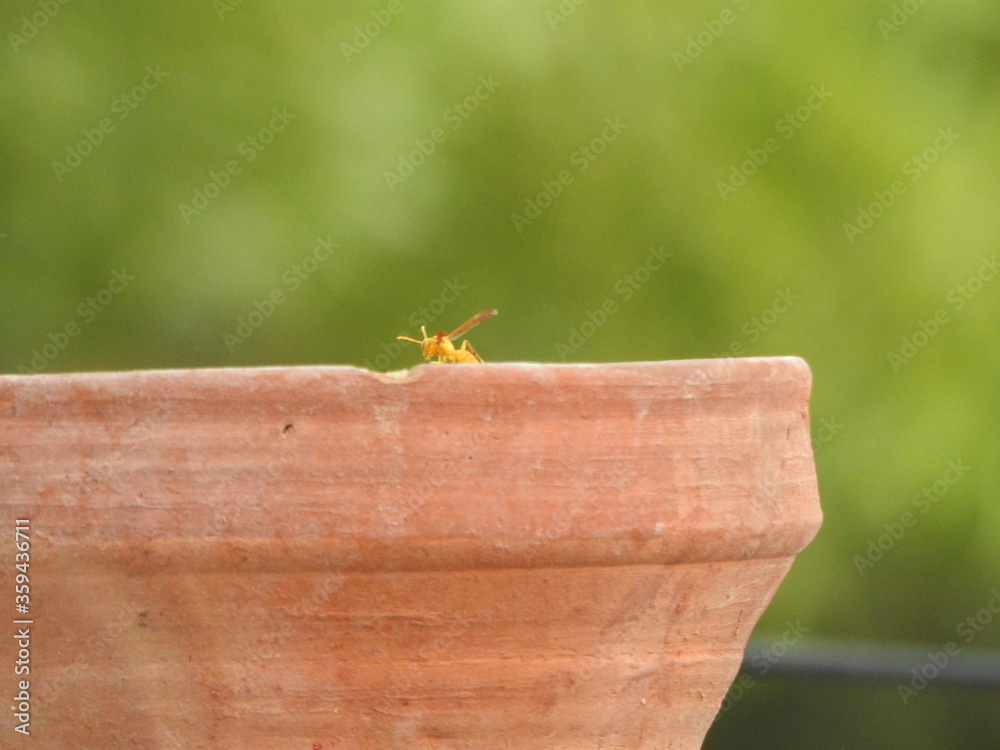 Yellow wasp taking water from water pot. The most common social Yellow wasp in India with very aggressive behavior in the form of chasing and stinging. Yellow wasp taking water from water pot. The most common social Yellow wasp in India with very aggressive behavior in the form of chasing and stinging.