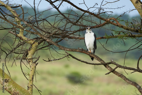 Augur buzzard Couple Buteo augurarge African bird of prey with catch eastern green mamba Dendroaspis angusticeps highly venomous snake  photo