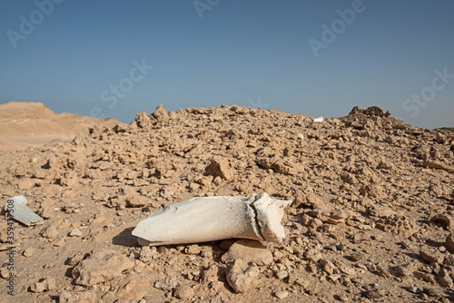 Old dried bone decaying in remote desert landscape © Paul Vinten