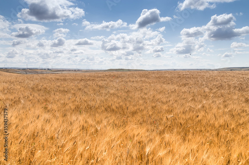 Campo di grano Matera Basilicata