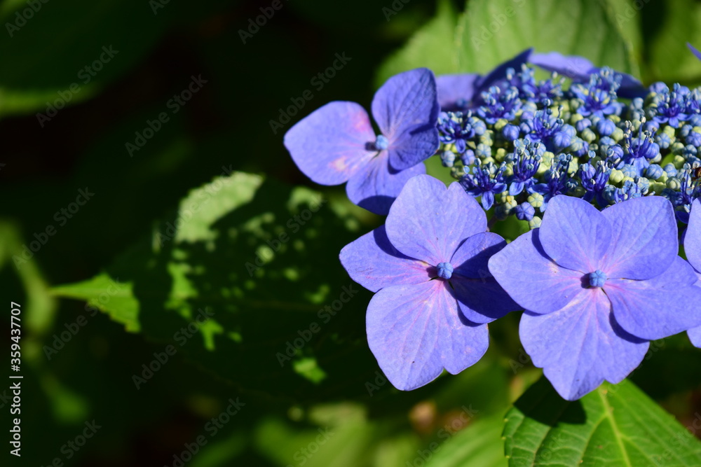 hydrangea hydrangea