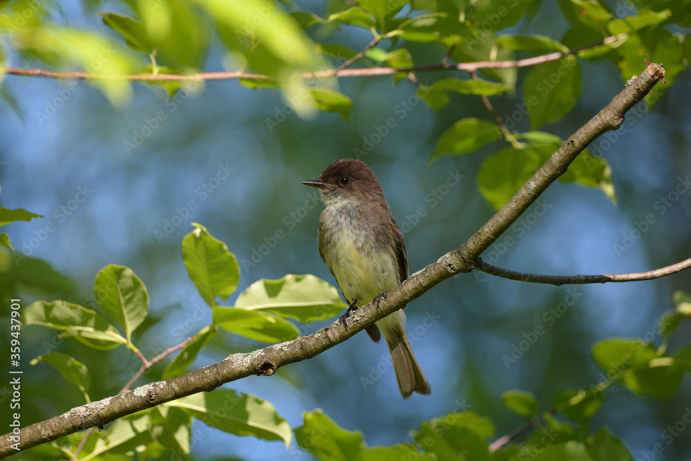 Eastern Wood Peewee bird perched on a branch Eastern Wood Peewee bird perched on a branch