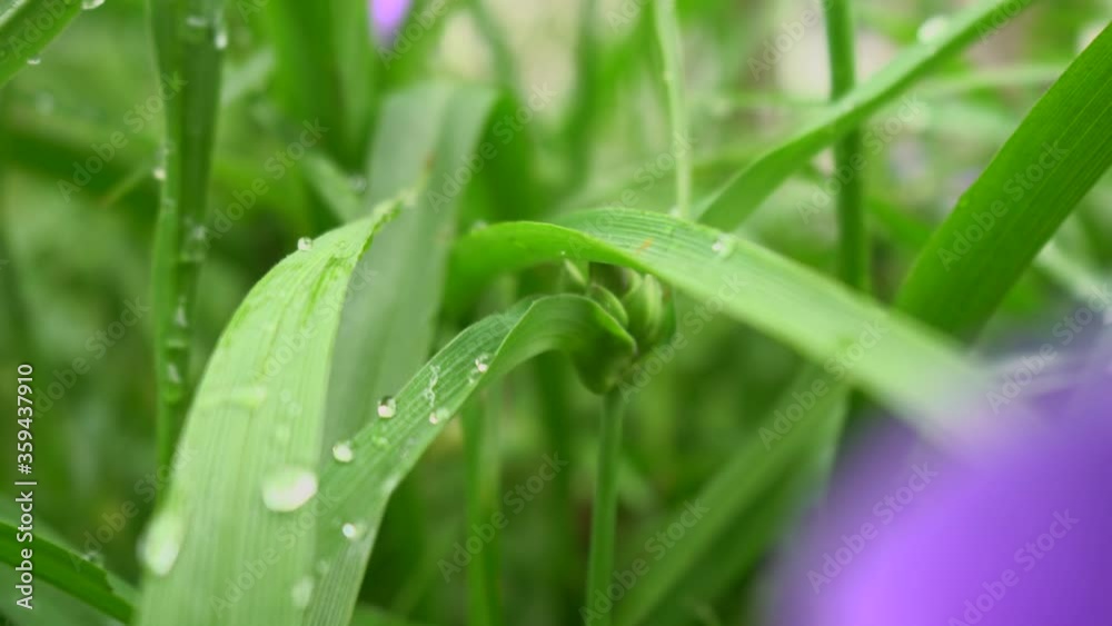 Camera moving through plants with water drops after rain Camera moving through plants with water drops after rain