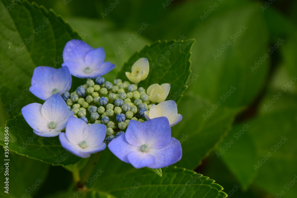 hydrangea hydrangea