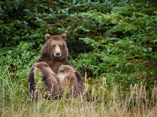 Coastal brown bear, also known as Grizzly Bear (Ursus Arctos) nursing cubs. South Central Alaska. United States of America (USA).
