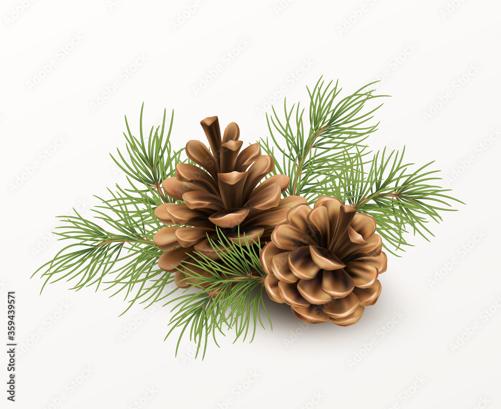 Pine cone with a branch of spruce needles isolated on a white background. Realistic vector illustration Pine cone with a branch of spruce needles isolated on a white background. Realistic vector illustration