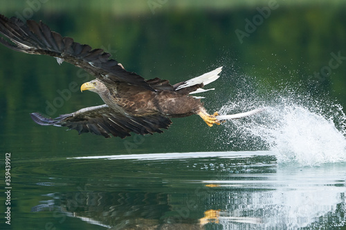 White tailed Eagle Catching eel Raptor Lake Hunting photo