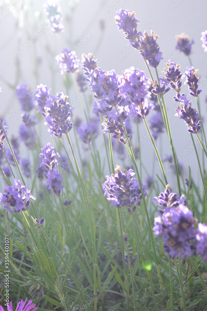 Obraz premium Lavender