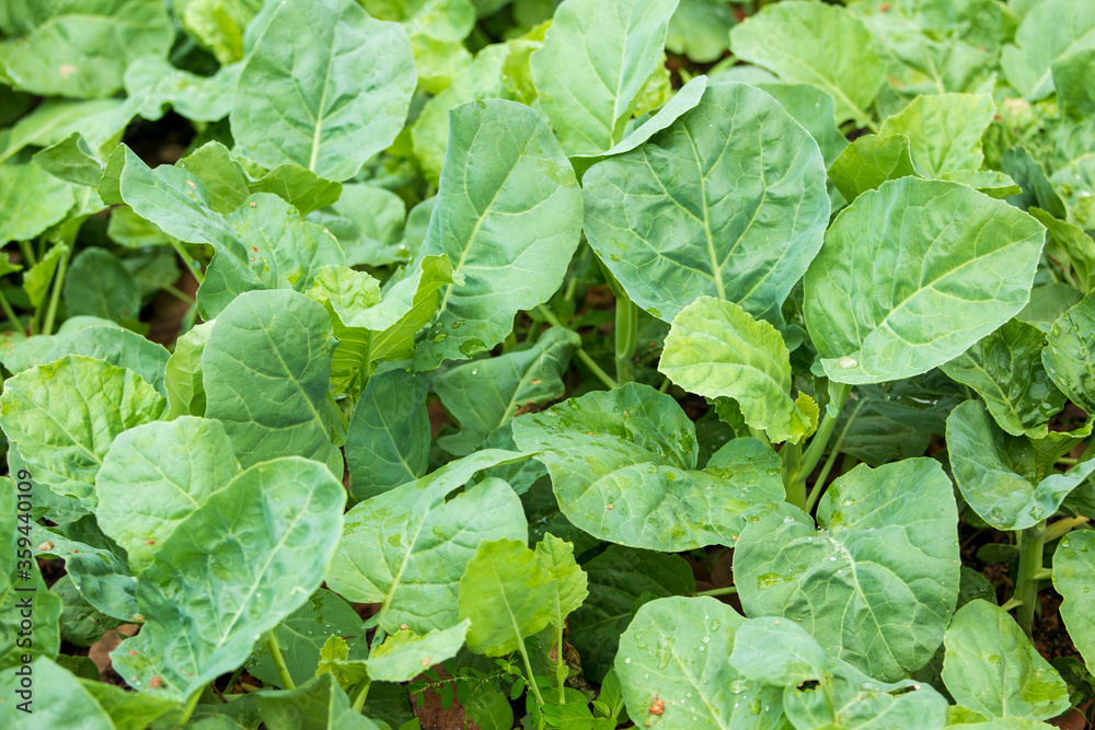 Kale in a field grown naturally Kale in a field grown naturally