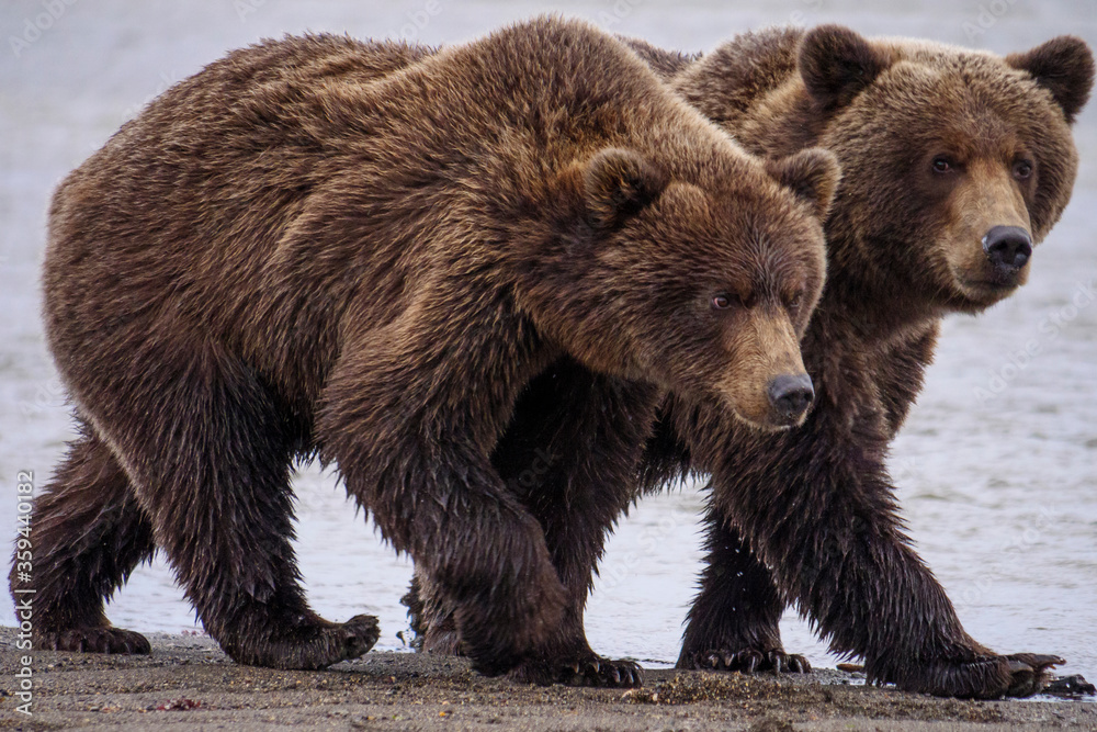 Obraz premium Coastal brown bear, also known as Grizzly Bear (Ursus Arctos). South Central Alaska. United States of America (USA).