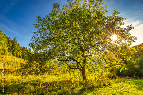 Sunbeams penetrating through the crown of a deciduous tree at sunset. The National Nature Reserve Sulov Rocks  Slovakia  Europe.