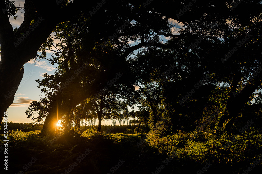 Obraz premium cork oak forest at dawn