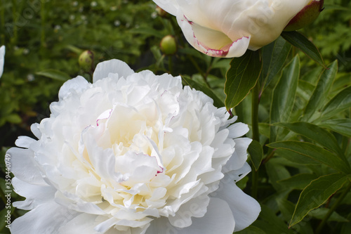 white peony flower