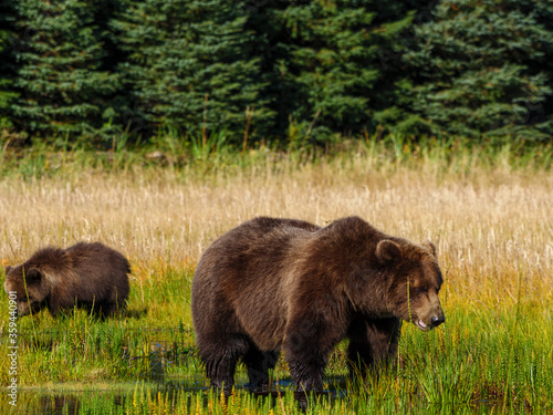 Coastal brown bear, also known as Grizzly Bear (Ursus Arctos) female and cub feeding on grass. South Central Alaska. United States of America (USA).