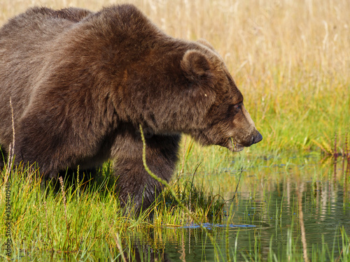 Coastal brown bear, also known as Grizzly Bear (Ursus Arctos) feeding on grass. South Central Alaska. United States of America (USA).