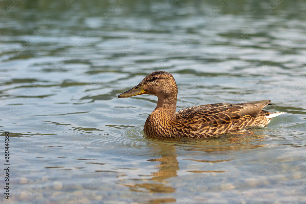 Juvenile female mallard floating on the lake in close-up view. Juvenile female mallard floating on the lake in close-up view.