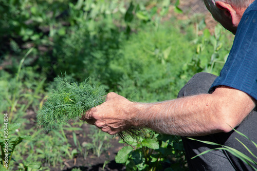 The male hand picks useful grass, dill from the garden. The concept of gardening, natural nutrition, healthy products