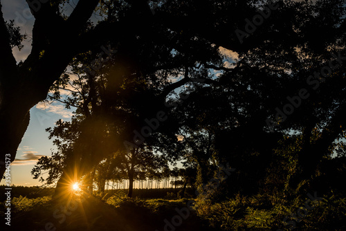 cork oak forest at dawn