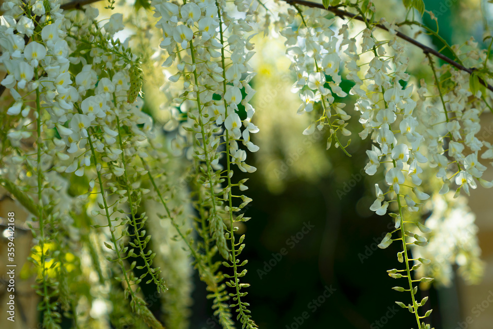 White blooming tree in the botanic park, romantic fresh background. Spring in Cadiz, Andalusia, Spain, Europa. White blooming tree in the botanic park, romantic fresh background. Spring in Cadiz, Andalusia, Spain, Europa.