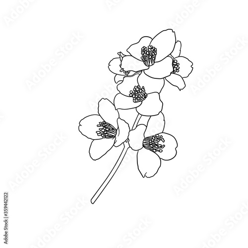 black and white branch flower jasmine outline isolated on background. Hand-draw contour line and strokes branch flowers. Design element for greeting card and invitation