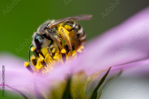 working honey bee collecting nectar from a flower