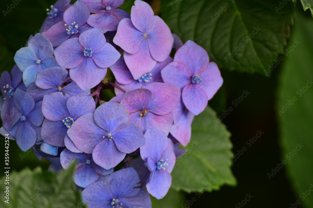 hydrangea