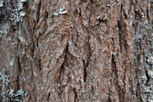 tree bark texture