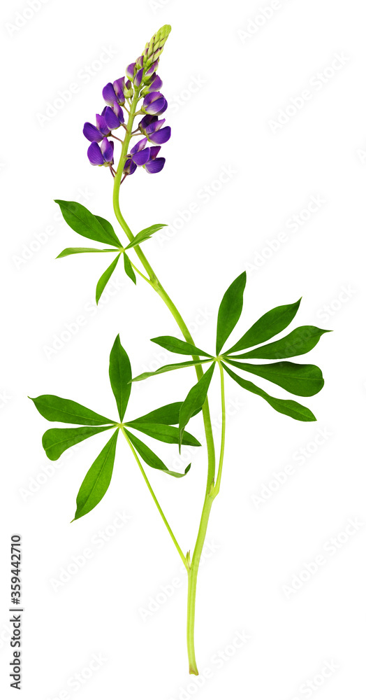Lupinus polyphyllus purple flowers and leaves isolated on white Lupinus polyphyllus purple flowers and leaves isolated on white