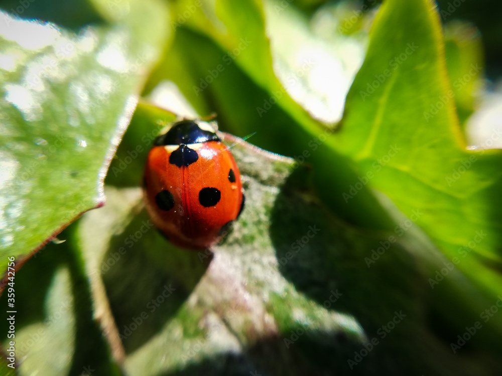 Fototapeta premium ladybug on a leaf. Macro photography of nature. 