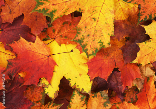 Closeup of autumn colorful leaves for background