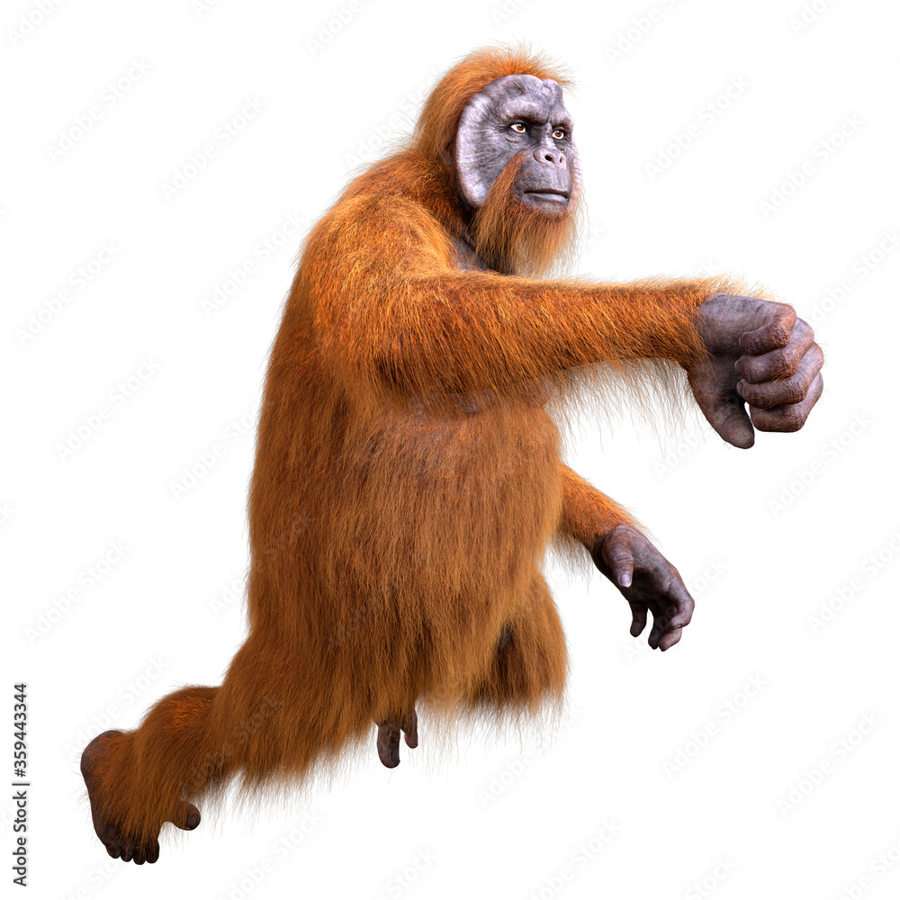 3D Rendering Orangutan on White 3D Rendering Orangutan on White