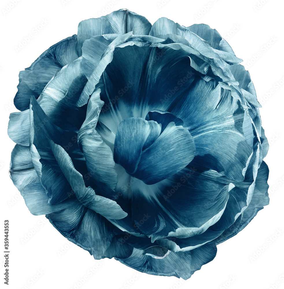 Obraz premium tulip flower turquoise. isolated on a white background. No shadows with clipping path. Close-up. Nature.