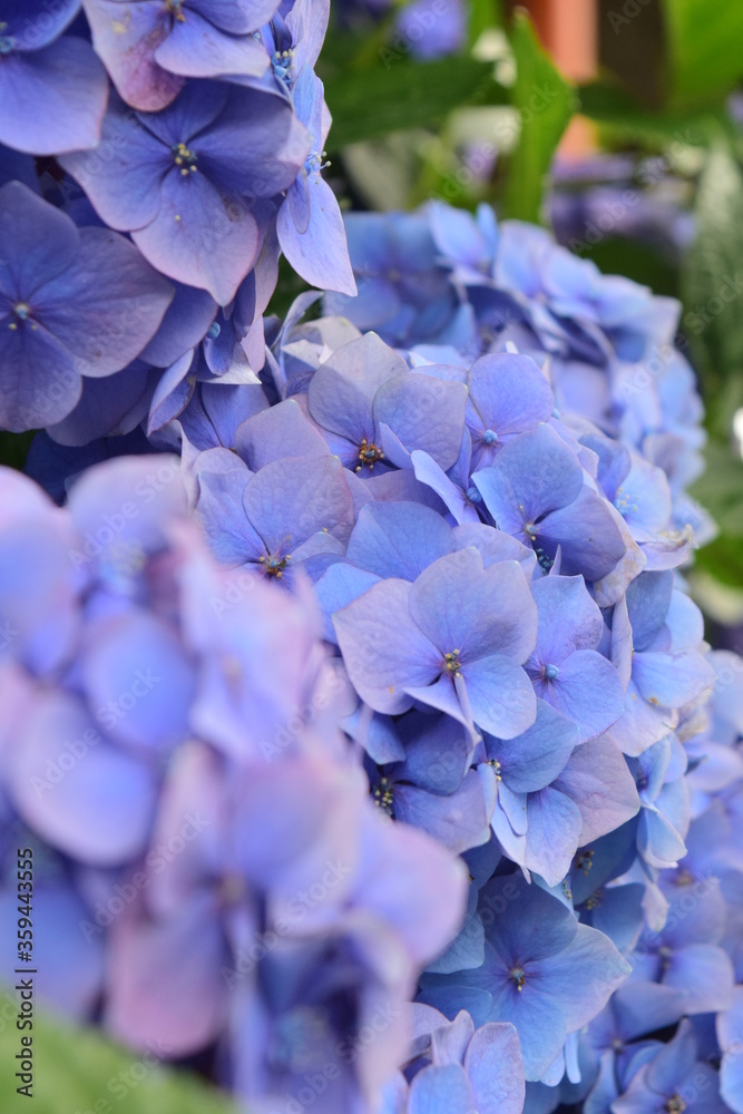 hydrangea