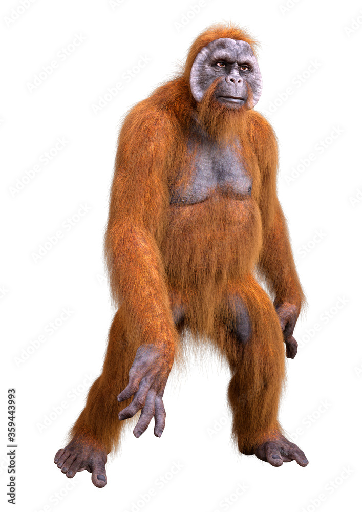 3D Rendering Orangutan on White 3D Rendering Orangutan on White