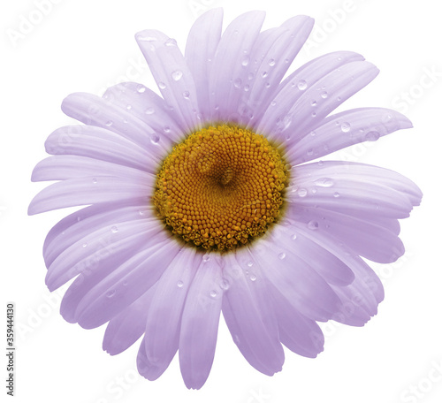 flower purple daisy. isolated on a white background. No shadows with clipping path. Close-up. Nature.