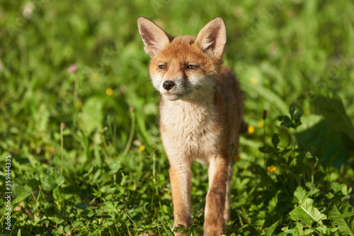 Red Fox Portrait Vulpes Vulpes Evening Sun © rocchas75