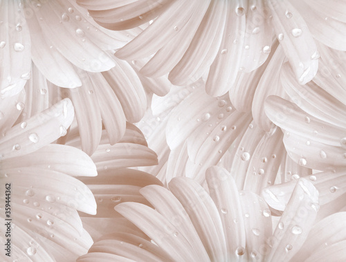 Floral  white-red  background. Petals flower daisy.  Close-up.  Nature.