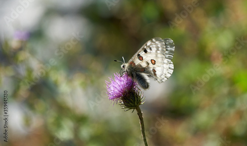 Apollo or mountain Apollo Parnassius apollo butterfly family Papilionidae Mountains Switzerland photo