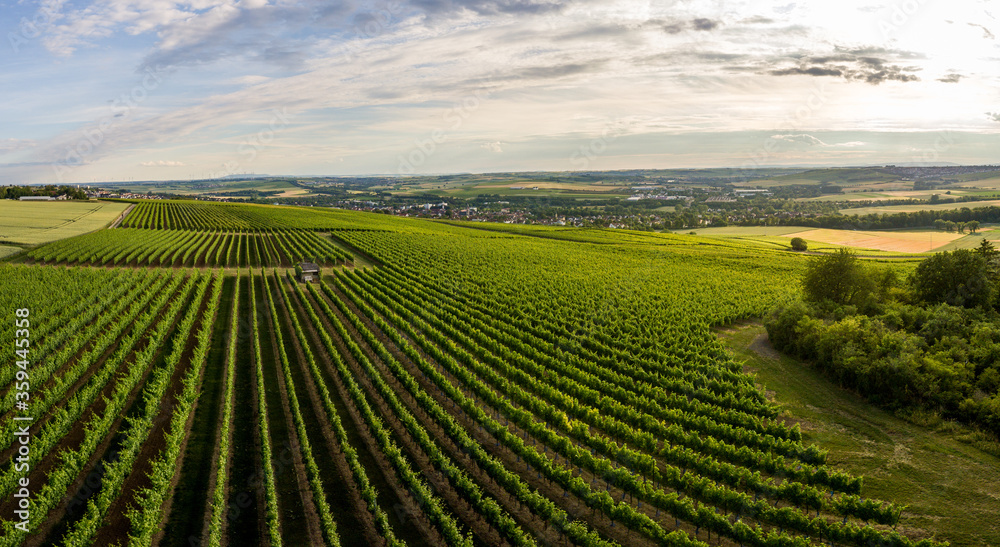 Aerial / Drone panorama of vineyard and agricultural fields in Rheinhessen Germany close to Nieder-Olm