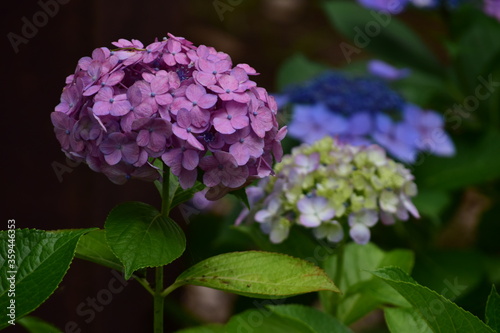 hydrangea