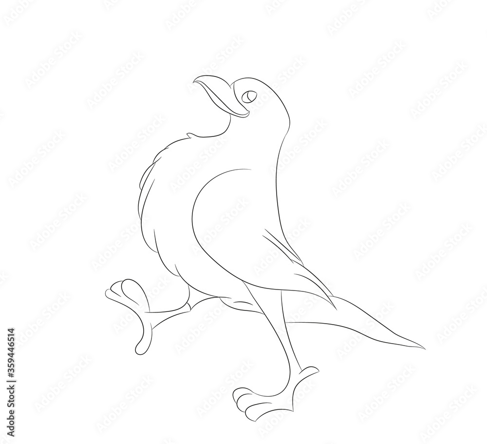 bird vector illustration, line drawing, vector bird vector illustration, line drawing, vector