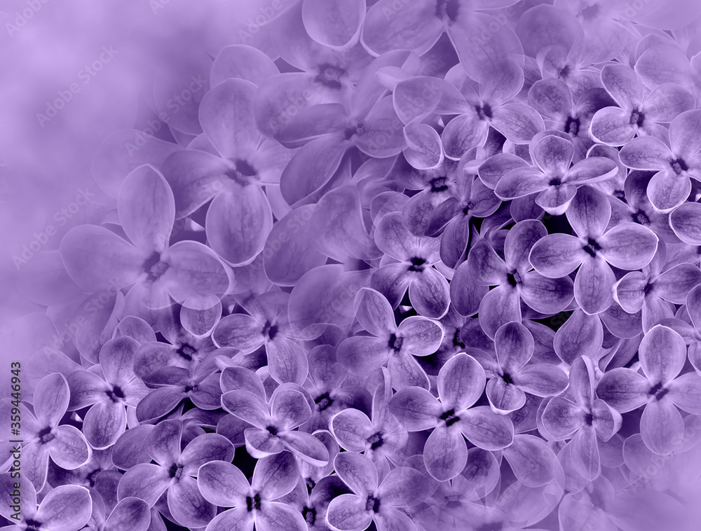 Floral  purple background. A bouquet of lilac flowers.  Close-up.  floral collage.  Flower composition. Nature.