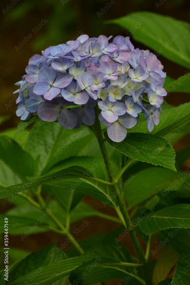 hydrangea